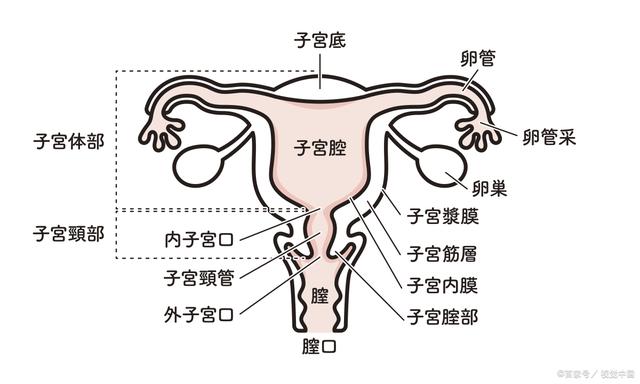 女性哪些疾病可能會導致不孕？