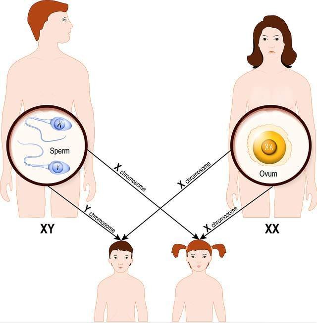 什么是染色體異常？