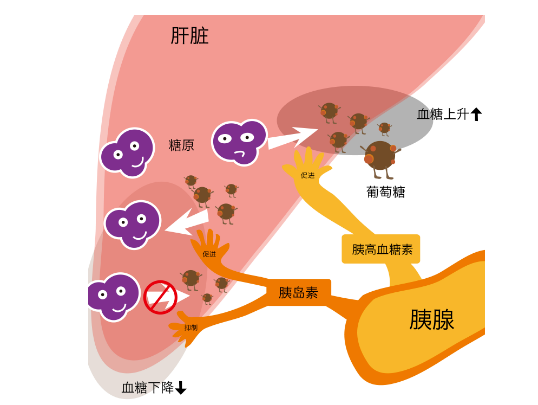 報(bào)告單|胰島素抵抗的單子到底怎么看？