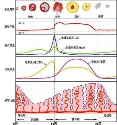 正確判斷排*期，有助提高受孕率