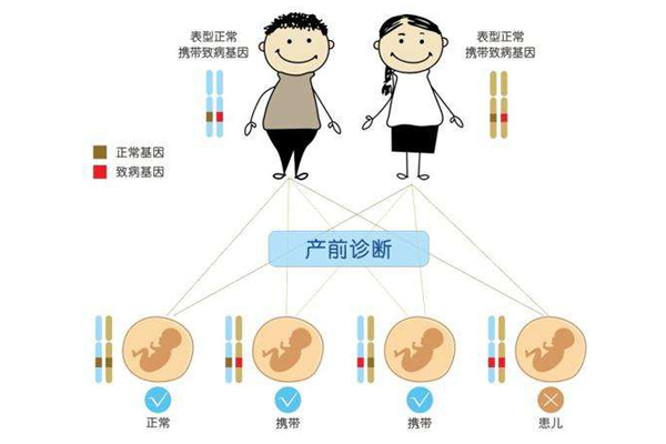 為什么遺傳正常的父母做泰國試管也建議選擇PGD，泰國三*試管嬰兒PGD優(yōu)生優(yōu)育 ...