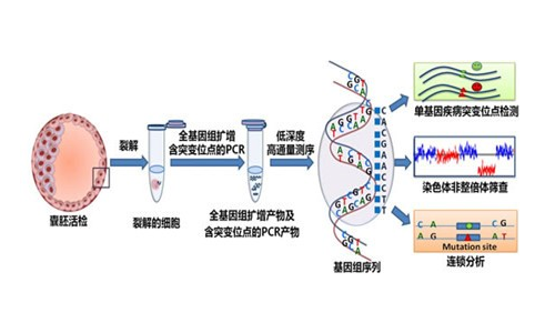 試管嬰兒PGD、PGS檢測遺傳疾病，與PGT-A/M/SR有何區(qū)別？