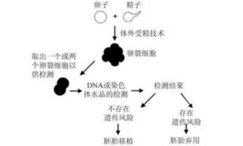 試管嬰兒PGD、PGS檢測遺傳疾病，與PGT-A/M/SR有何區(qū)別？