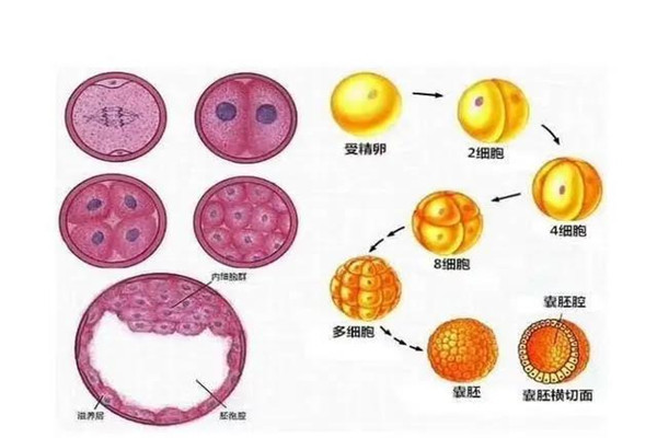 做試管嬰兒為什么醫(yī)生會建議養(yǎng)囊，試管嬰兒囊胚移植成功率有多高？ ...