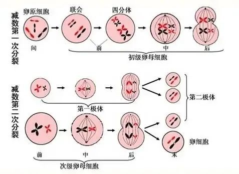 做試管嬰兒前是否有必要檢查自身免疫抗體?自身免疫抗體對(duì)妊娠結(jié)局的影響及分析 ...