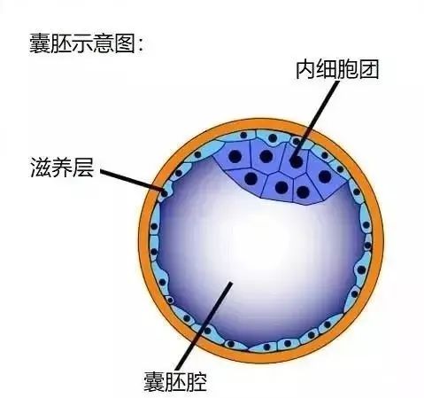 試管嬰兒胚胎的發(fā)育過程，胚胎的評估與試管嬰兒成功率的關系 ...