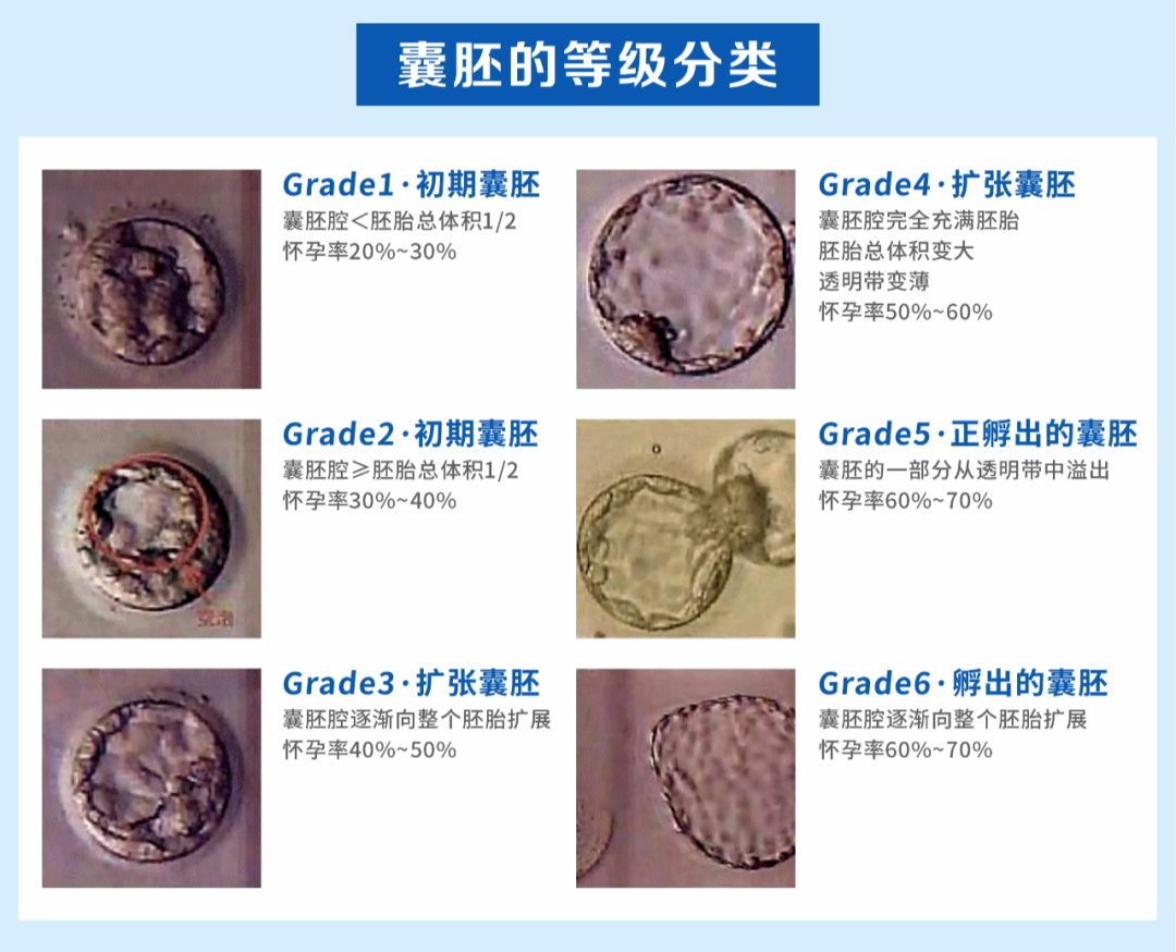 試管嬰兒胚胎的發(fā)育過程，胚胎的評估與試管嬰兒成功率的關系 ...