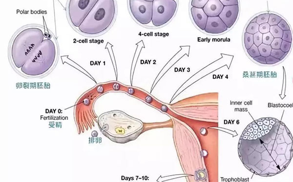 什么是鮮胚移植，鮮胚移植成功癥狀與成功率詳解