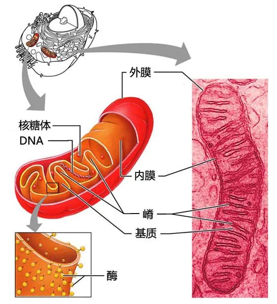 淺談線粒體與*子老化之間的關(guān)系！線粒體在*巢衰老中扮演的角色 ...