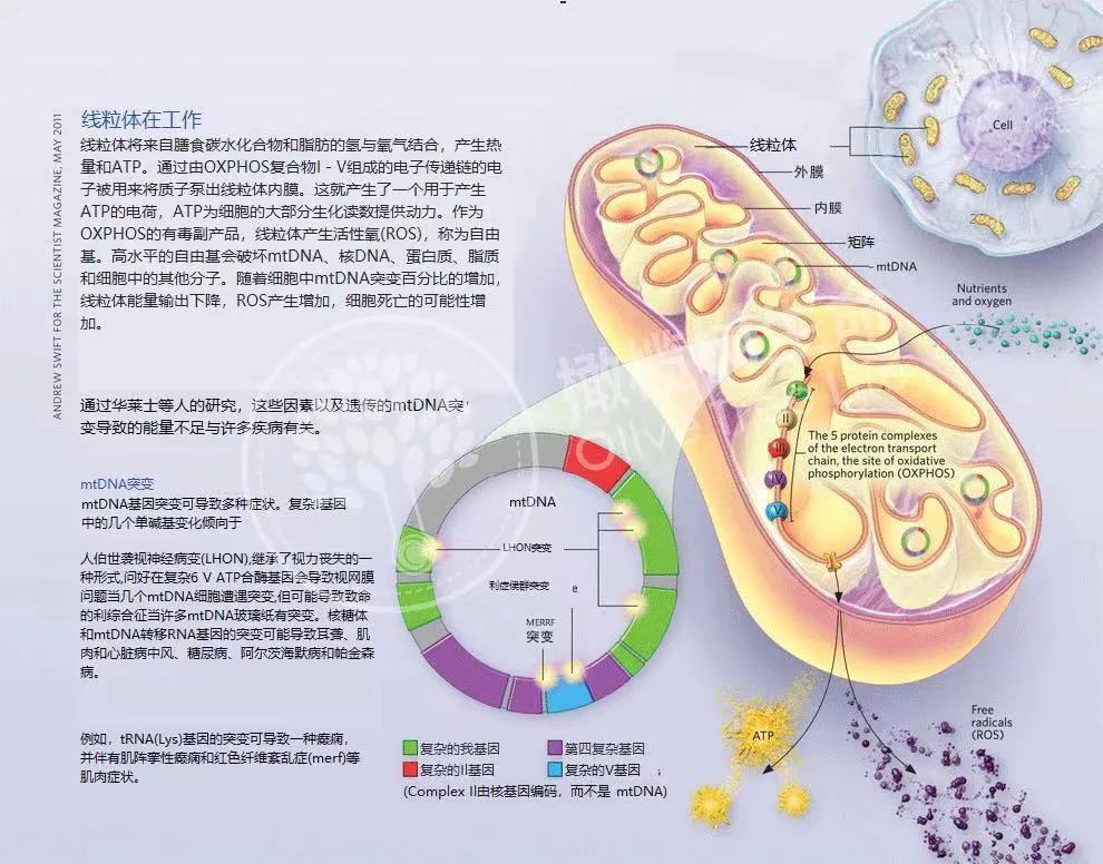 淺談線粒體與*子老化之間的關(guān)系！線粒體在*巢衰老中扮演的角色 ...