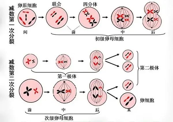 淺談線粒體與*子老化之間的關(guān)系！線粒體在*巢衰老中扮演的角色 ...