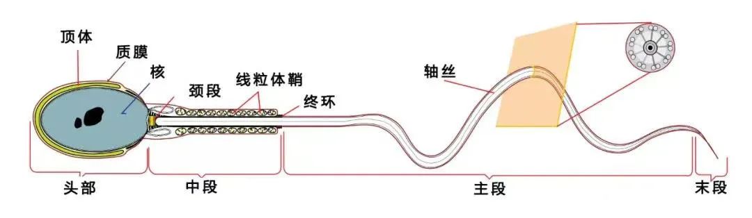 試管嬰兒知識  精子畸形率高會導(dǎo)致胎兒畸形嗎?