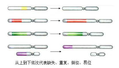 試管嬰兒知識  精子畸形率高會導(dǎo)致胎兒畸形嗎?