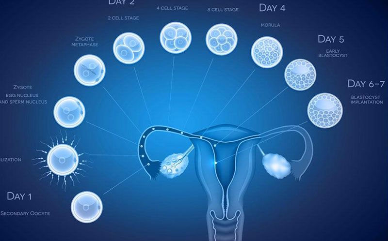 什么是胚胎移植 - 胚胎移植過程、費用、成功率詳解