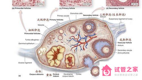 2023試管嬰兒知識索引：優(yōu)勢*泡的大小標(biāo)準(zhǔn)釋疑（圖文）