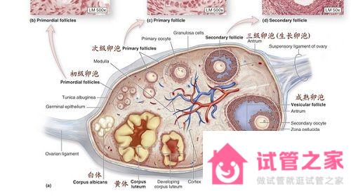 2023試管嬰兒知識索引：優(yōu)勢*泡的大小標準釋疑（圖文）