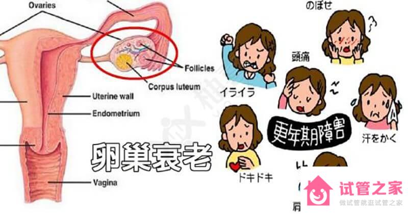 江蘇省人醫(yī)生殖中心：促排*是否會(huì)加速*巢衰老？