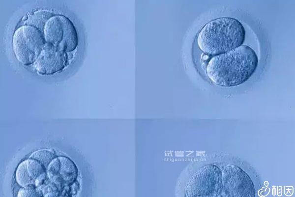 5bc囊胚移植后第六天測兩條杠要注意，第九天沒了不在少數(shù)