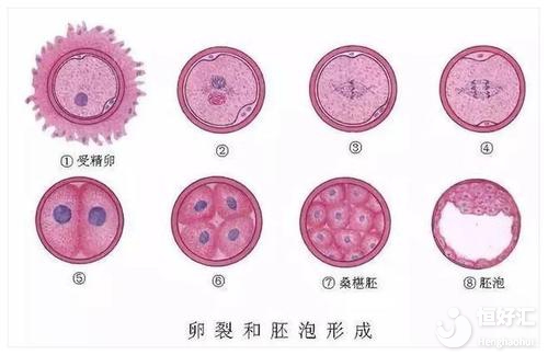 胚胎質(zhì)量高就可以受孕成功？做試管可別忽視這一點(diǎn)