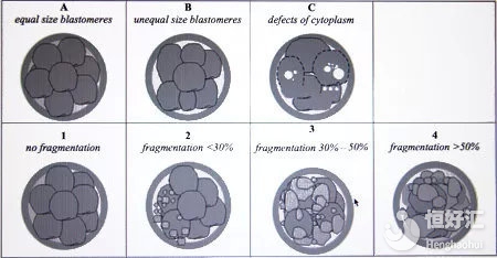 胚胎等級(jí)越高，孩子就越聰明？別再被誤導(dǎo)了