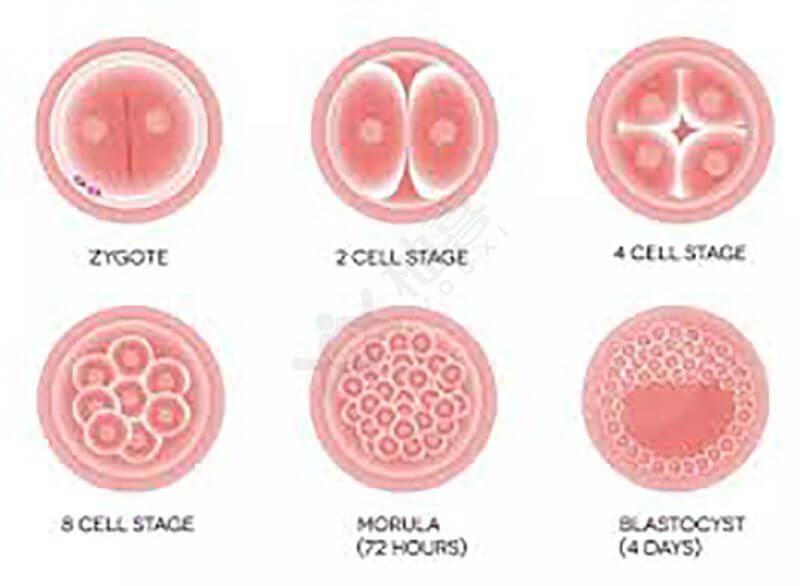 夢美HRC做試管嬰兒流程是怎樣的？7步詳解真實過程