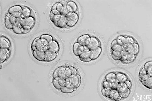 6細(xì)胞1級(jí)胚胎解凍移植成功率看人，質(zhì)量是否合格是關(guān)鍵