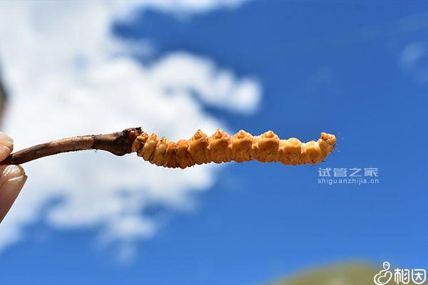 鴿子湯催乳的做法不止一種，加紅棗怎么燉最營養(yǎng)有竅門