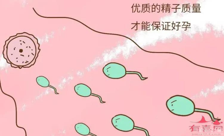 備孕老公要攢幾天精子，質(zhì)量會比較好