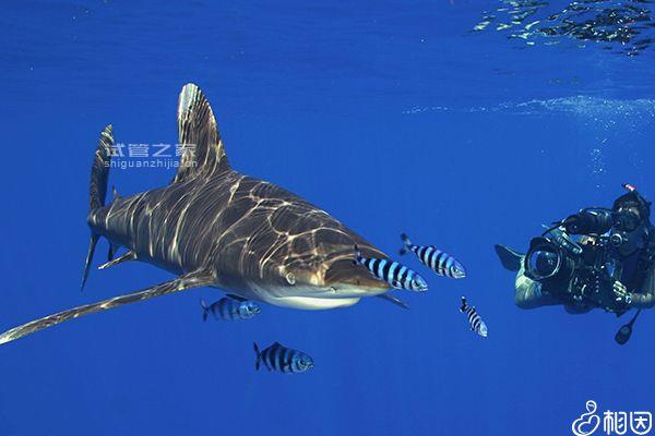 孕期夢見鯊魚可不能判斷生男生女，胎夢一般得這么解讀...