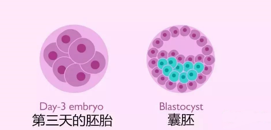 試管嬰兒囊胚移植第7天大衛(wèi)白板怎么辦，最終驗血成功例子并不少 ...