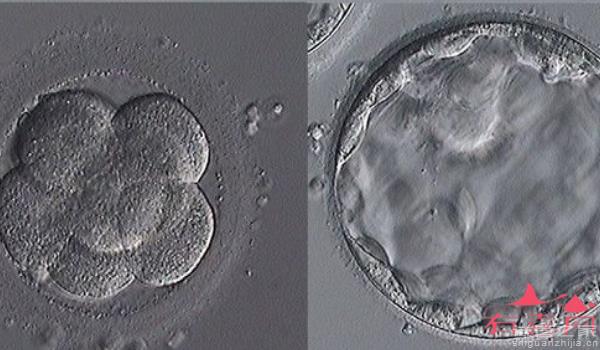 4ab囊胚質(zhì)量怎么樣，移植后成功率多大