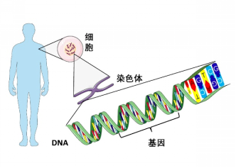 什么是染色體？為什么會(huì)出現(xiàn)染色體異常？哪些人群做試管嬰兒前需要做染色體檢查？ ...