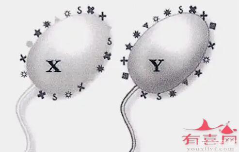 私立醫(yī)院精子分離術是怎么操作的，多少費用