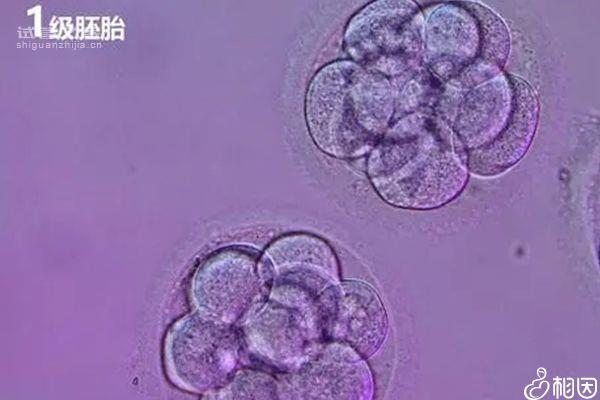 別還不造內膜10mm鮮胚容不容易著床，能否移植看這幾點