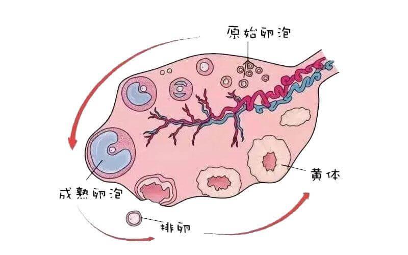 卵泡囊腫≠卵巢囊腫，一文釋疑什么是卵泡囊腫