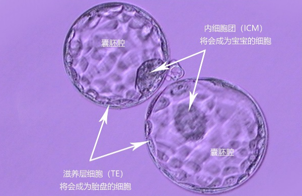 試管移植兩次失敗還有一個囊胚可以移植成功嗎?