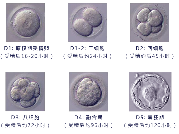 囊胚級(jí)別不能決定胎兒健康，更多的是影響試管成功率