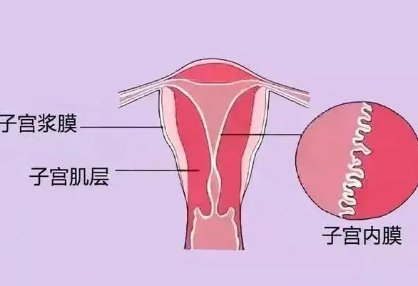 試管中吃補(bǔ)佳樂真的能長內(nèi)膜，但吃法用量也很重要