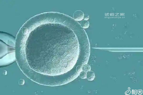 2024囊胚移植前針灸多少錢立馬get，做完一療程只需...