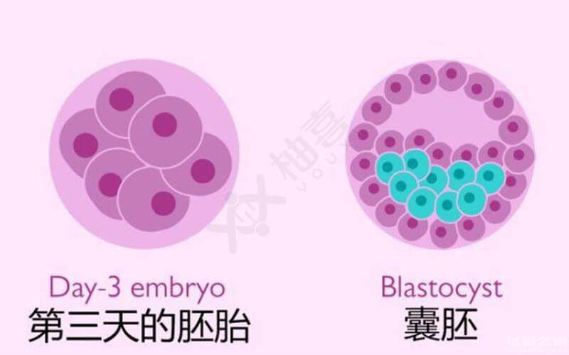 試管多次移植失敗備孕攻略！原因及應(yīng)對辦法這里都有