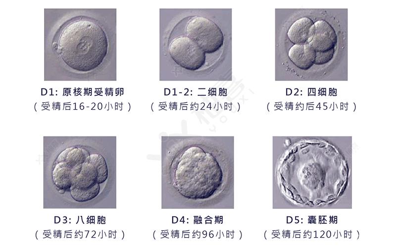 試管嬰兒接好孕！44歲高齡6次取卵5次移植終于成功好孕