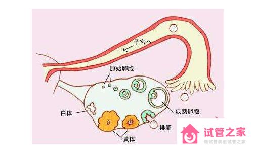 竇*泡數(shù)量少怎么辦