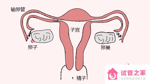 聽說試管嬰兒只能活到40歲是真的嗎