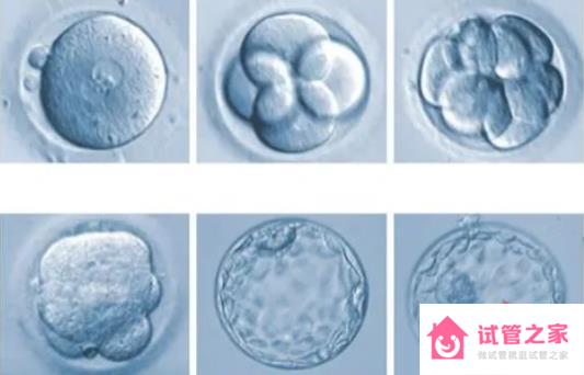 4cb囊胚能不能移植