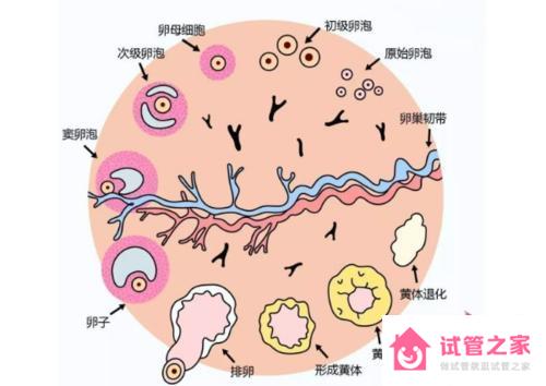 促黃體生成素低的原因