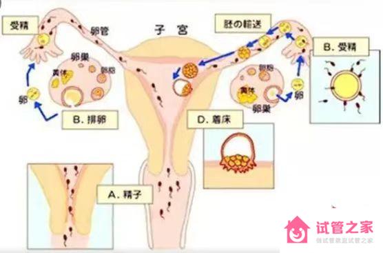 受精*著床示意圖