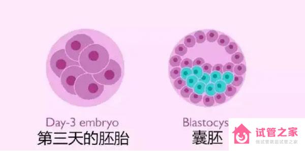 高齡女性做試管就可以養(yǎng)囊