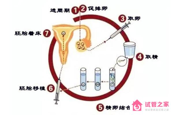 三*試管大概多少錢？成功率更高嗎？人人都適合做嗎？本文說透了！