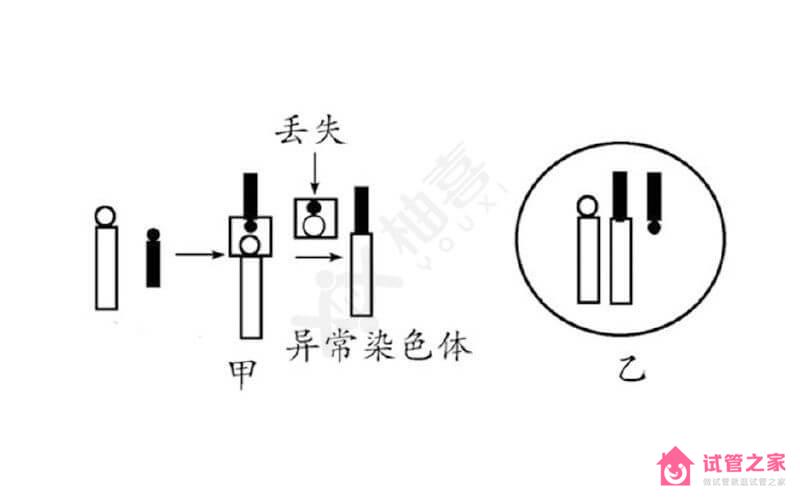 染色體羅伯遜易位遺傳方式揭曉，三大比例提前知曉