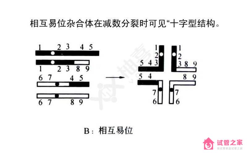 染色體羅伯遜易位遺傳方式揭曉，三大比例提前知曉